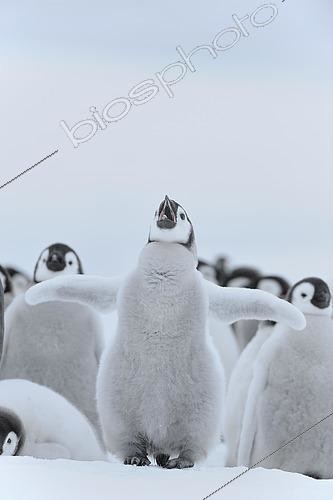 Biosphoto | 2554057 | Manchot empereur (Aptenodytes forsteri), poussin déployant ses ailes, île Snow Hill, péninsule Antarctique | &copy; Raimund Linke / imageBROKER / Biosphoto
