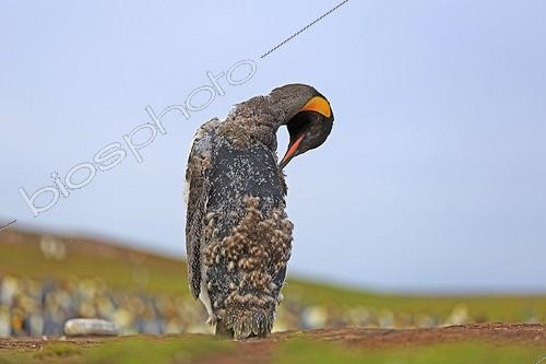 Biosphoto | 1997930 | Manchot royal en période de mue - Iles Malouines ; Pendant la mue, les nouvelles plumes poussent les anciennes hors de la peau dans laquelle elles sont insérées. Les anciennes plumes s'ouvrent alors puis sont éliminées. Pendant cette période, les manchots jeûnent car ils ne peuvent aller dans l'eau, l'étanchéité de leur plumage n'étant plus correctement assuré | &copy; Alain Mafart-Renodier / Biosphoto