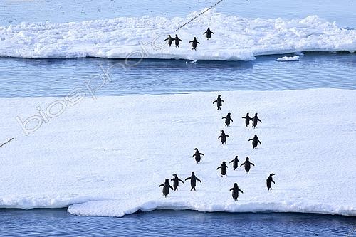 Biosphoto | 2598350 | Manchots Adelie (Pygoscelis adeliae) courant sur des fragments de banquise antarctique, climat fonte des glaces réchauffement climatique. Baie Marguerite, canal George VI. Expédition en dessous du cercle polaire sud en antarctique | &copy; Claudius Thiriet / Biosphoto