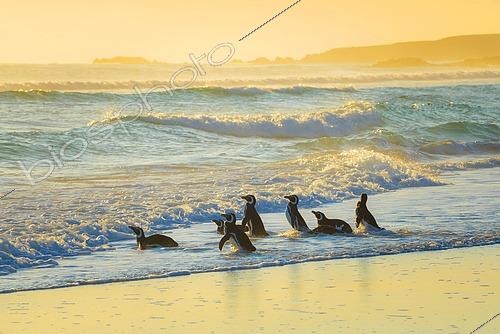 Biosphoto | 2457943 | Manchots de Magellan (Spheniscus magellanicus) gagnant la mer dans la lumière du matin, Volunteer Point, îles Malouines | &copy; Matthias Graben / imageBROKER / Biosphoto