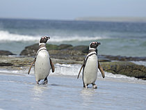 Biosphoto | 2621560 | Manchots de Magellan (Spheniscus magellanicus) débarquant sur l'île des lions de mer pendant l'été. Amérique du Sud, Subantarctique, Îles Falkland. | &copy; Martin Zwick / Biosphoto