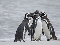 Biosphoto | 2621561 | Manchots de Magellan (Spheniscus magellanicus) sur l'île des lions de mer pendant l'été. Amérique du Sud, Subantarctique, Îles Falkland. | &copy; Martin Zwick / Biosphoto