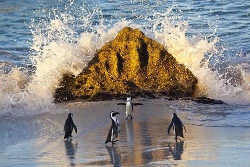 Biosphoto | 1571215 | Manchots du Cap sur la plage dans False Bay en RSA | &copy; Juan-Carlos Muñoz / Biosphoto