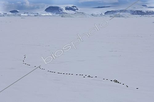 Biosphoto | 1916193 | Manchots empereurs marchant à travers la glace près de Snow Hill Island | &copy; David Tipling / Biosphoto