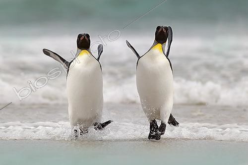 Biosphoto | 2576503 | Manchots royaux (Aptenodytes patagonicus) sur la plage, îles Falkland | &copy; Ondrej Prosicky / BIA / Biosphoto