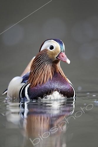 Biosphoto | 1991326 | Mandarin Duck male on the water - Midlands UK | &copy; Mike Lane / Biosphoto