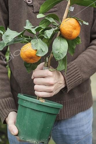Biosphoto | 2047769 | Mandarin tree in the hand of a man | &copy; Jean-Michel Groult / Biosphoto