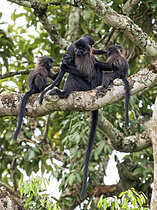 Biosphoto | 2608870 | Mangabey à joues grises (Lophocebus albigena), femelle avec trois petits, forêt de Kibale, Ouganda | &copy; Ignacio Yufera / Biosphoto