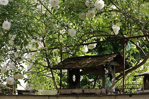Biosphoto | 2450857 | Mangeoire à oiseaux sous une tonnelle de roses blanches, France | &copy; Patricia Méaille / Biosphoto