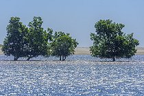 Biosphoto | 2095301 | Mangrove apple (Sonneratia alba) at high tide, Mangrove of Belo sur Mer, Southwestern coast of Madagascar, South of Morondava | &copy; Jean-Philippe Delobelle / Biosphoto