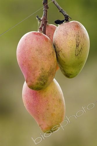 Biosphoto | 1266214 | Mangues sur l'arbre Province-Nord Nouvelle-Calédonie | &copy; Nicolas-Alain Petit / Biosphoto