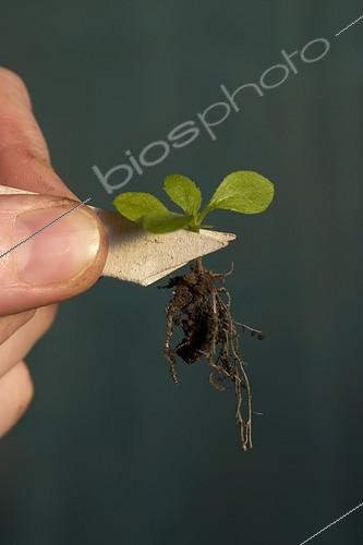 Biosphoto | 48289 | Manipulation d'une plantule d'erigeron avec un carton  | &copy; Jean-Michel Groult / Biosphoto