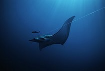 Biosphoto | 1251347 | Manta Ray hooked on long line Cocos Island Costa Rica | &copy; Jeffrey Rotman / Biosphoto