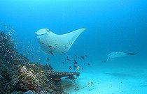 Biosphoto | 1167251 | Manta Ray (Manta birostris), Maldives, Indian Ocean | &copy; J.W. Alker / imageBROKER / Biosphoto