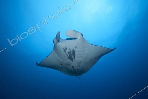 Biosphoto | 1622330 | Manta subsurface Tuamotu Rangiroa  | &copy; Yves Lefèvre / Biosphoto