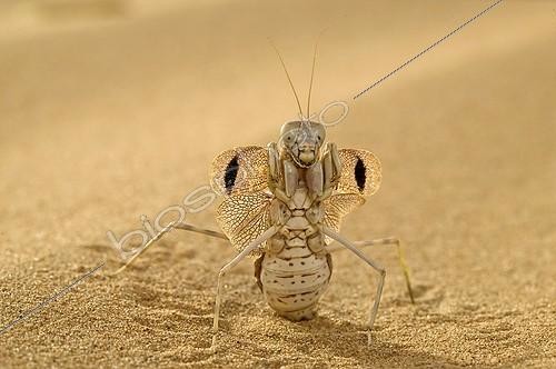 Biosphoto | 473114 | Mante land defence posture, United Arab Emirates | &copy; Xavier Eichaker / Biosphoto