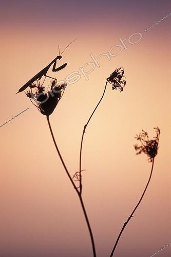 Biosphoto | 1136671 | Mante religieuse à l'affût sur une Ombellifère France | &copy; Florent Cardinaux  / Biosphoto