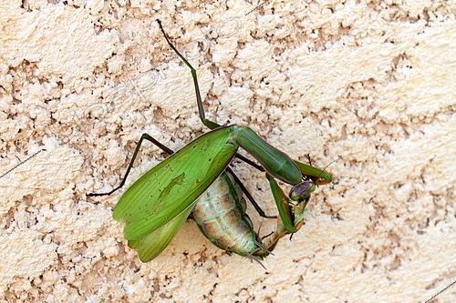 Biosphoto | 2511415 | Mante religieuse (Mantis religiosa) femelle dévorant le mâle pendant l'accouplement, France | &copy; Jean-Claude Louchet / Biosphoto