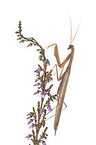 Biosphoto | 2609365 | Mante religieuse (Mantis religiosa) mâle sur une bruyère (Erica sp) sur fond blanc, Ligurie, Italie | &copy; Tonči Maletic / Biosphoto