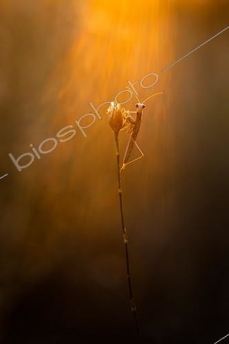 Biosphoto | 2027304 | Mante religieuse sur fleur sèche dans la garrigue - France | &copy; Patrick Goujon / Biosphoto