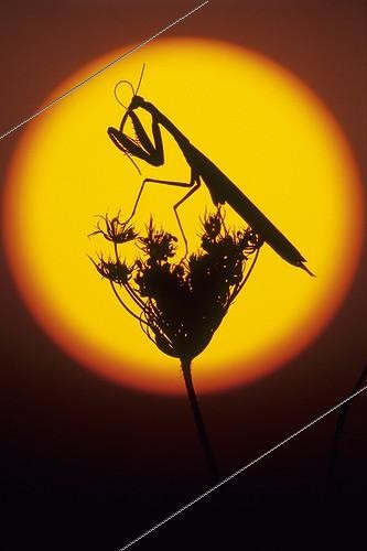 Biosphoto | 1136670 | Mante religieuse sur le disque du soleil couchant France | &copy; Florent Cardinaux  / Biosphoto