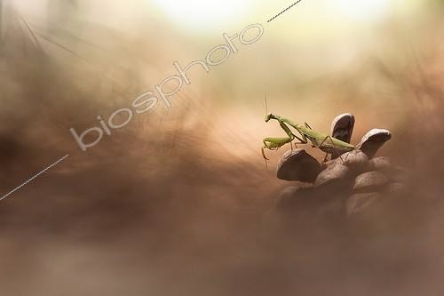 Biosphoto | 2027291 | Mante religieuse sur pomme de pin - France | &copy; Patrick Goujon / Biosphoto