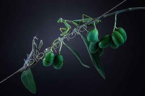 Biosphoto | 2027290 | Mantes religieuses sur rameau d'Olivier - France | &copy; Patrick Goujon / Biosphoto
