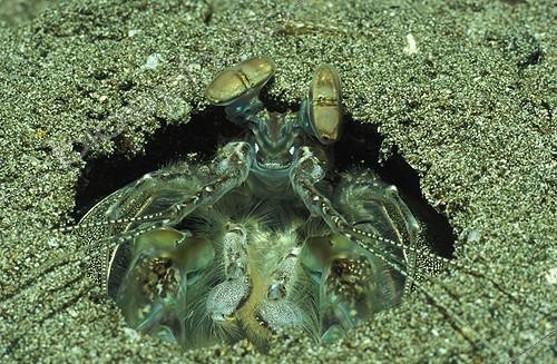 Biosphoto | 550987 | Mantis shrimp at the entrance of its burrow Colombia | &copy; Yves Lefèvre / Biosphoto