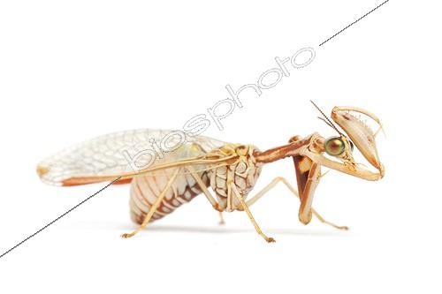 Biosphoto | 1924834 | Mantispe sur fond blanc | &copy; Michel Gunther / Biosphoto