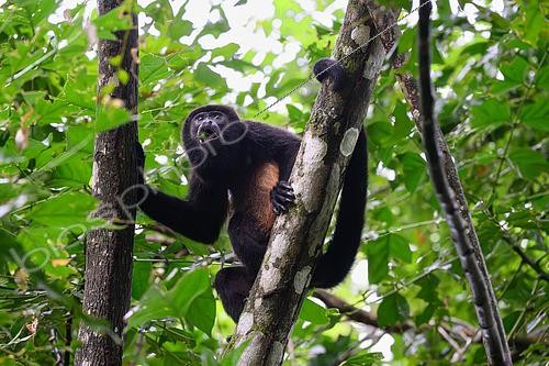 Biosphoto | 2607014 | Mantled howler monkey (Alouatta palliata), male feeding on leaves, Panama | &copy; Régis Cavignaux / Biosphoto