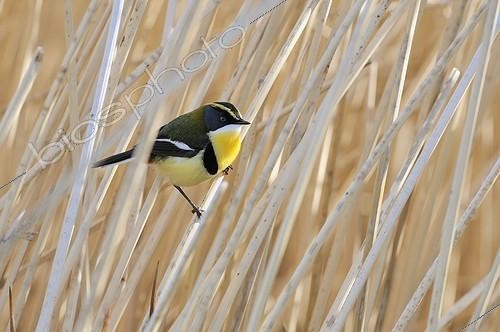 Biosphoto | 996214 | Many-coloured Rush-Tyrant on stubble Patagonia Argentina  | &copy; Jean-Paul Chatagnon / Biosphoto