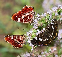 Biosphoto | 2453751 | Map Butterfly (Araschnia levana) 2nd generation on oregano flower, Vosges du Nord Regional Nature Park, France | &copy; Michel Rauch / Biosphoto