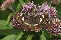 Biosphoto | 1453527 | Map Butterfly Araschnia levana - Bavaria | &copy; Siepmann / imageBROKER / Biosphoto