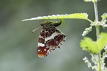 Biosphoto | 2469839 | Map butterfly (Araschnia levana) laying eggs on the underside of a nettle leaf, Altenseelbach, Neunkirchen, North Rhine-Westphalia, Germany, Europe | &copy; Friedhelm Adam / imageBROKER / Biosphoto