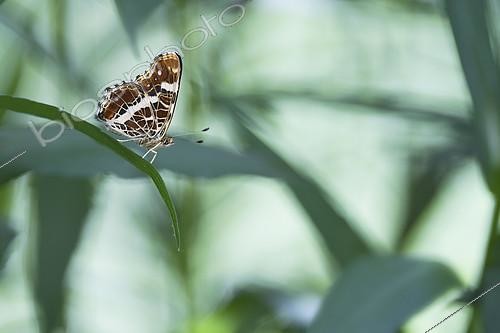 Biosphoto | 2146590 | Map Butterfly (Araschnia levana) second generation on Aster leaves in a private garden of the bourbonnais bocage, Auvergne, France | &copy; Monique Morin / Biosphoto