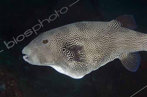 Biosphoto | 2485366 | Map Puffer (Arothron mappa), Liberty Wreck dive site, Tulamben, Karangasem Regency, Bali, Indonesia, Indian Ocean | &copy; Colin Marshall / Biosphoto
