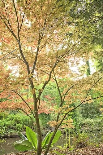 Biosphoto | 1001167 | Maple' Atropurpereum' Arboretum des Prés des Culands ; Arboretum des Prés des Culands or the National Conservatory of Holly  | &copy; Hervé Lenain / Biosphoto