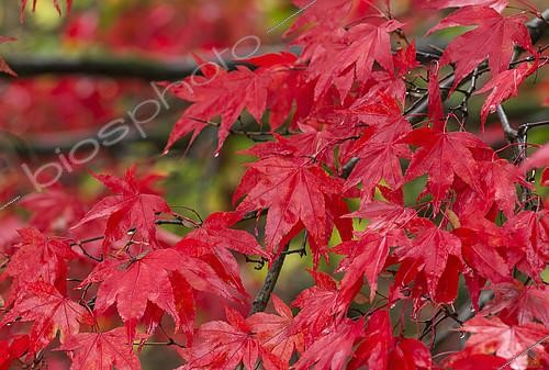 Biosphoto | 2127753 | Maple, Japanese maple, Acer palmatum, Bright red autumn leaves wet after rain. | &copy; Flowerphotos / Biosphoto