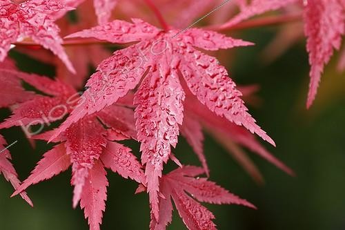 Biosphoto | 740181 | Maple Leaf of autumn in Japan in the cool morning | &copy; Jean-Luc & Françoise Ziegler / Biosphoto