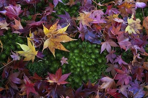 Biosphoto | 2030192 | Maple leaves on moss in a garden in fall - Japan | &copy; Michel Gunther / Biosphoto