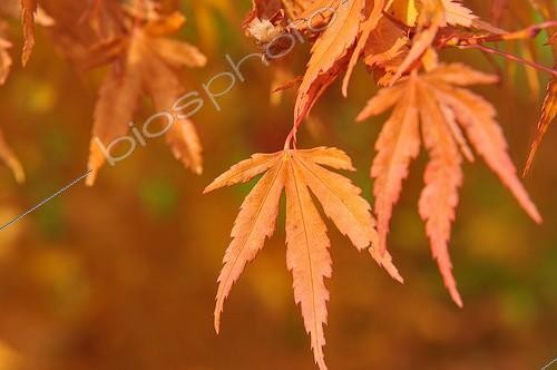Biosphoto | 2065323 | Maple of Japan with the autumn colors | &copy; Alexandre Sattler / Biosphoto