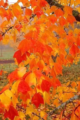 Biosphoto | 54274 | Maple tree in autumn ; National Arboretum of Les Barres | &copy; NouN / Biosphoto