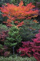 Biosphoto | 2030175 | Maples in a garden in autumn - Japan | &copy; Michel Gunther / Biosphoto