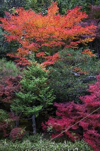 Biosphoto | 2030175 | Maples in a garden in autumn - Japan | &copy; Michel Gunther / Biosphoto