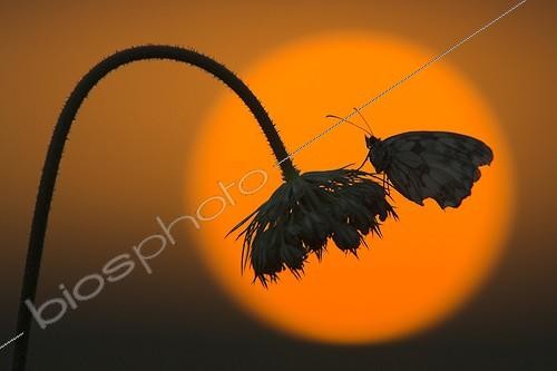 Biosphoto | 1123128 | Marble white on an umbel at sunset France | &copy; Christophe Perelle / Biosphoto