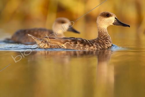 Biosphoto | 2046968 | Marbled Ducks on water - Brazo del Este Spain | &copy; Óscar Díez Martínez / Biosphoto
