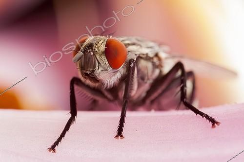 Biosphoto | 1808416 | Marbled grey flesh fly in summer France | &copy; Olivier Miniato / Biosphoto