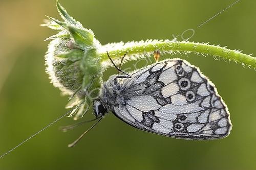 Biosphoto | 481987 | Marbled White covered with morning dew Normandy France | &copy; Christophe Perelle / Biosphoto