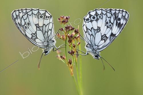 Biosphoto | 2146596 | Marbled white (Melanargia galathea) couple in a wet area of the bourbonnais bocage in June, Auvergne, France | &copy; Monique Morin / Biosphoto