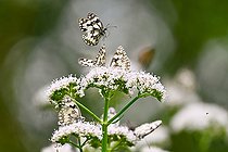 Biosphoto | 2584792 | Marbled White (Melanargia galathea) in flight on Valerian (Valeriana officinalis) flower, Esch river bank, Jezainville, Petite Suisse Lorraine, France | &copy; Stéphane Vitzthum / Biosphoto